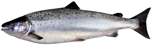 salmon-noruego-fresco salmon-noruego-fresco