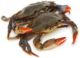 solf-shell-crab solf-shell-crab